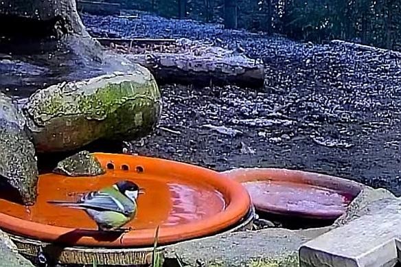 livebirdspoland_e64dd8da433168ffe6c60d696b488615.jpg