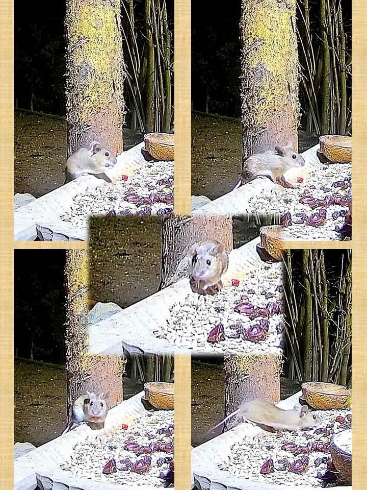 livebirdspoland_164fd54d70da88af8d87147c8d98d486.jpg