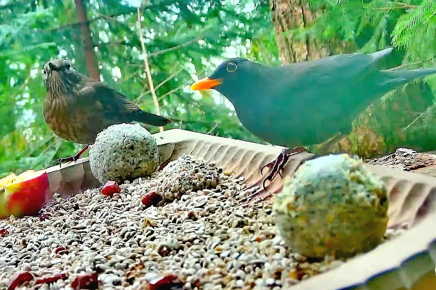 livebirdspoland_fc0e1ef81e132361facc91c836634b0a.jpg