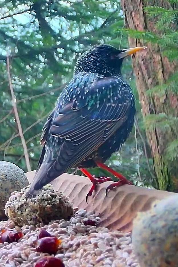 livebirdspoland_a88c0d4401e25c4a3d3c8f735ce21807.jpg