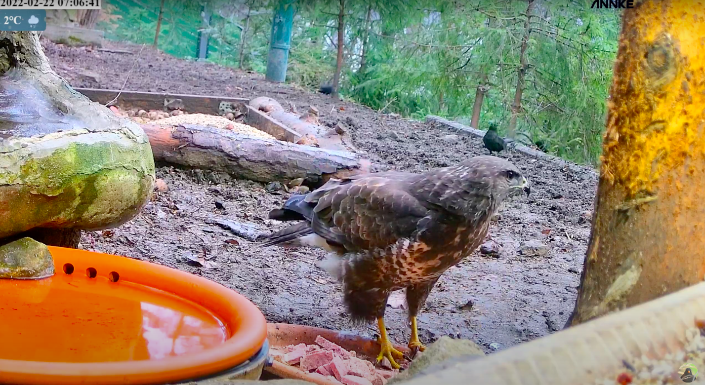 livebirdspoland_a1fd1cb5ee00f0ae1ee48e15a9d60b86.png
