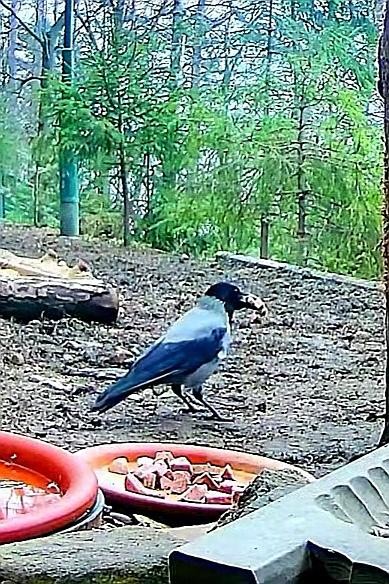 livebirdspoland_11a8c100c7deaadc650f62041ce41efe.jpg