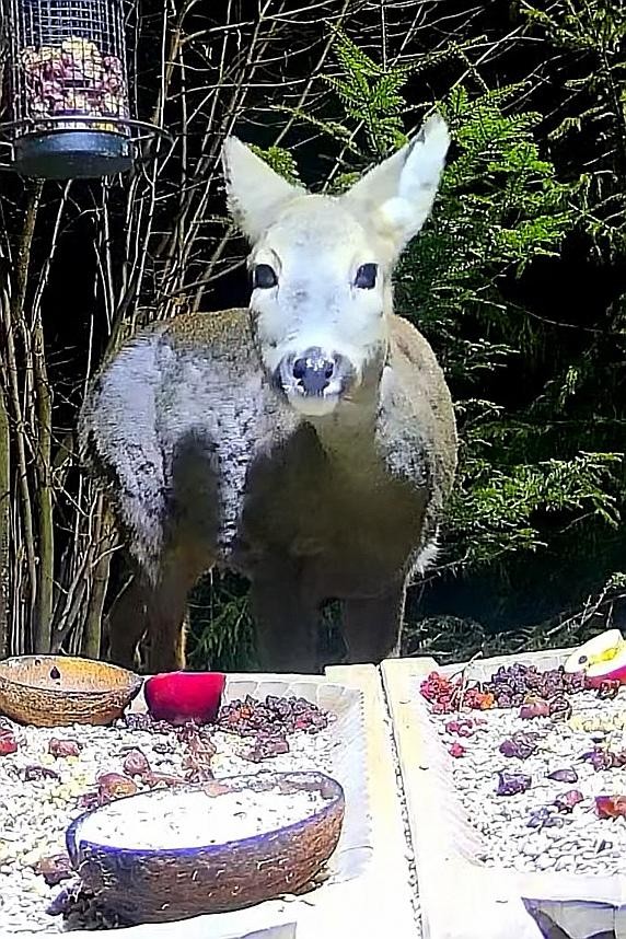 livebirdspoland_4353588c2de029c40890ea3989211005.jpg