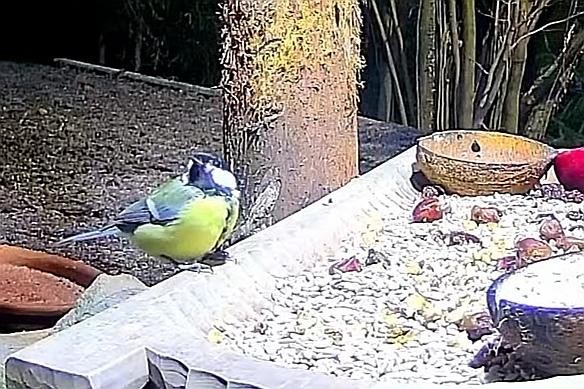 livebirdspoland_4949d9e946be867281d2b023f1131e87.jpg
