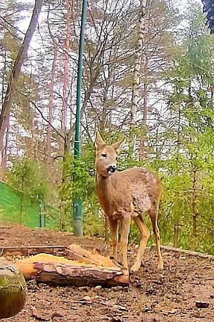 livebirdspoland_e8611d7b275f4ef7b3f44d114fe1fe68.jpg