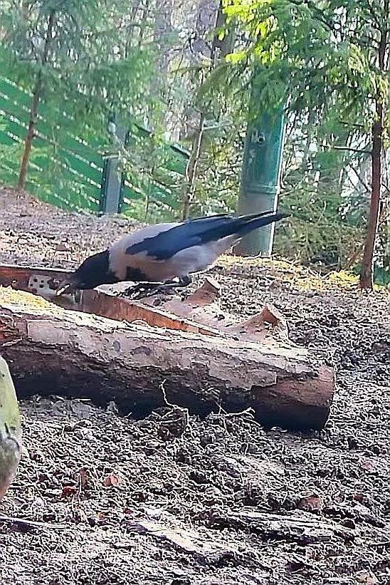 livebirdspoland_f772ddb6abc0fea393e5d0a729c4d3c5.jpg