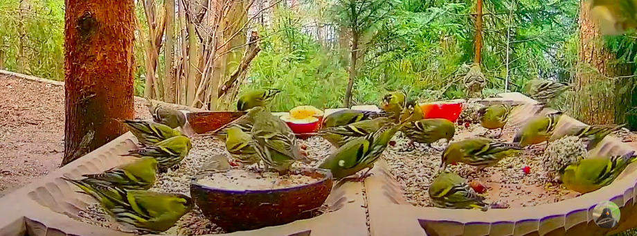 livebirdspoland_a13c765150e974db358830aa6f87b233.png