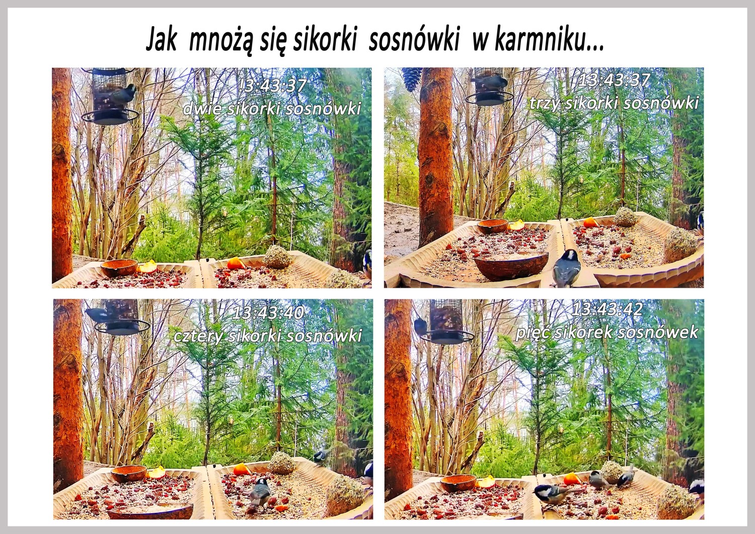 livebirdspoland_2d2b5be83d922ef5d3f76d042b0afdf9.jpg