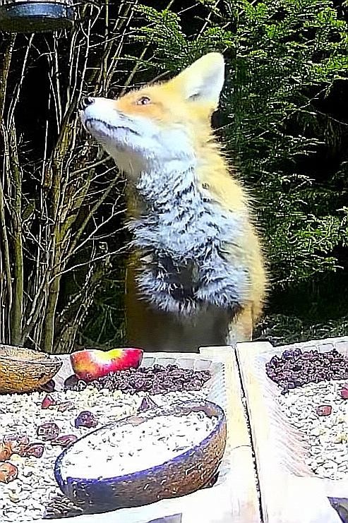 livebirdspoland_fff0ba7b22d64c99481944c3e4f20659.jpg