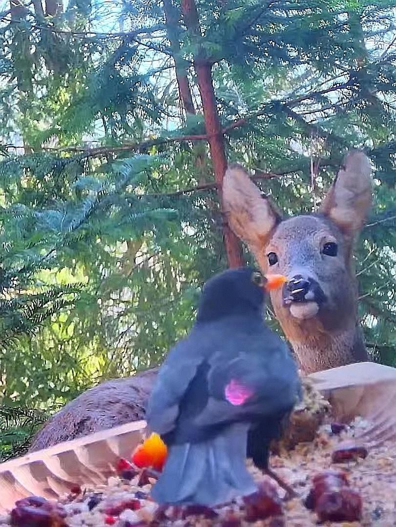 livebirdspoland_59103736641dfa41713a53668e7f9957.jpg
