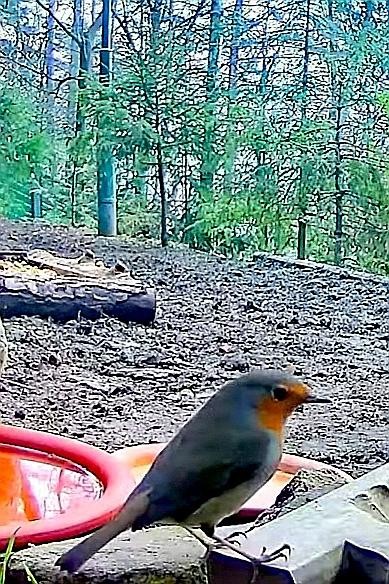 livebirdspoland_2c47fc74477695365defc811b3acf09a.jpg