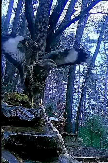 livebirdspoland_600e095d4b82b08007ea3715e567db89.jpg