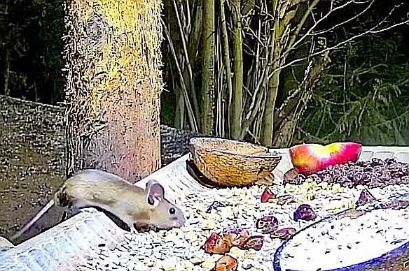 livebirdspoland_134fd2305426be0b28cd9976d64e8882.jpg