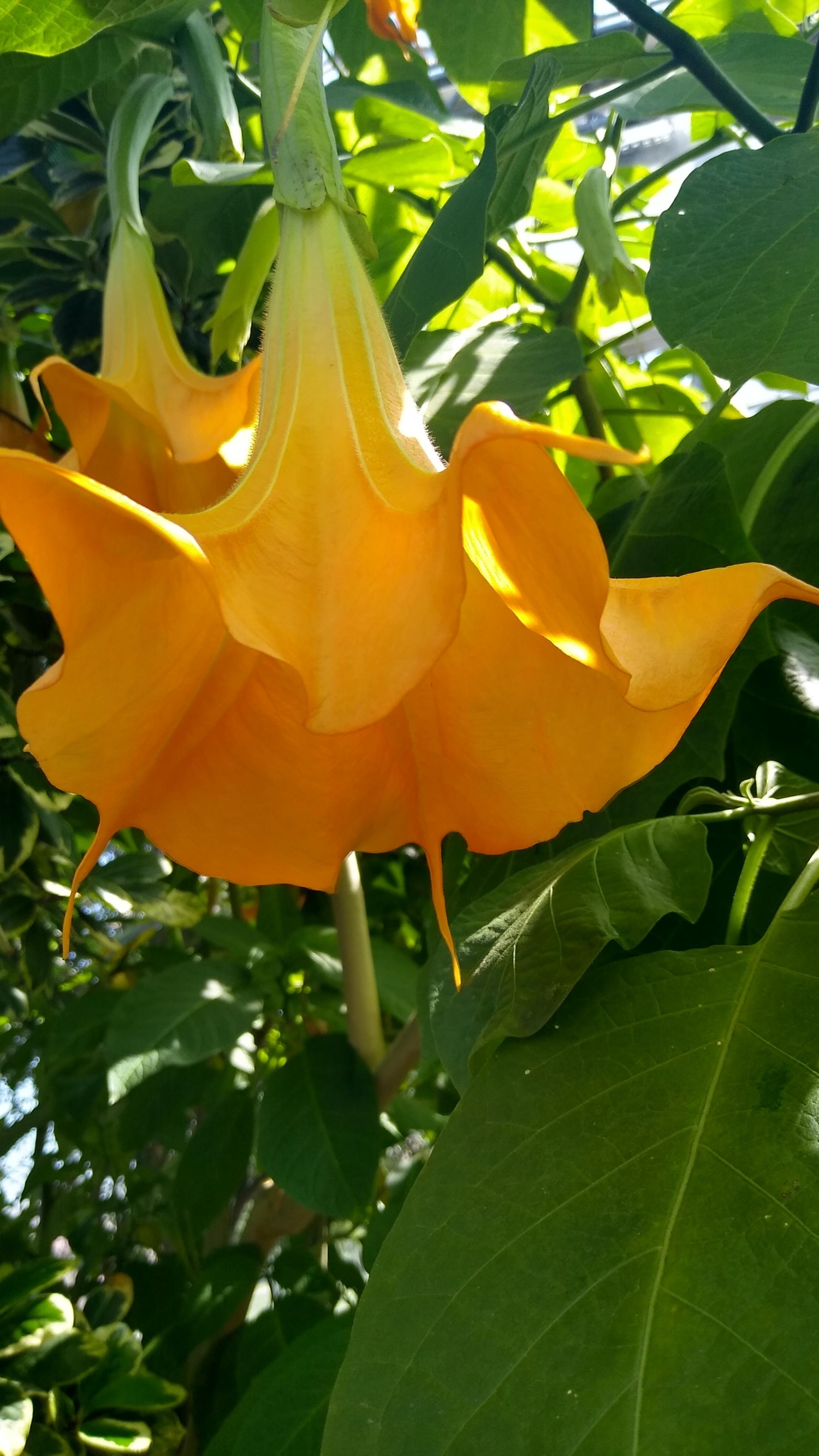 livebirdspoland_772120218c167b82173df7171001b08f.jpg