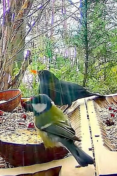livebirdspoland_732d6c2ee7c194b018c83a94e274eb46.jpg