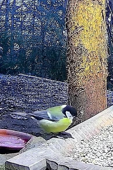 livebirdspoland_25fa2968c7c0e76f075e4ac6fc7e9192.jpg