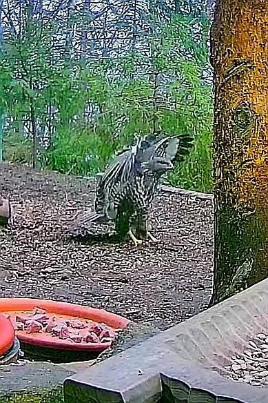livebirdspoland_a9e7da3a9a567f90e671a03e76c42a1e.jpg