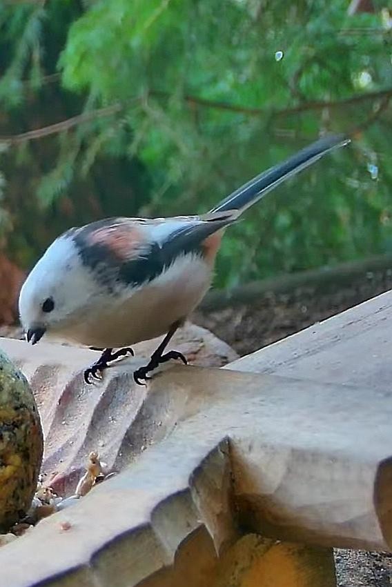 livebirdspoland_135249407967359944e4994ef3c33baf.jpg
