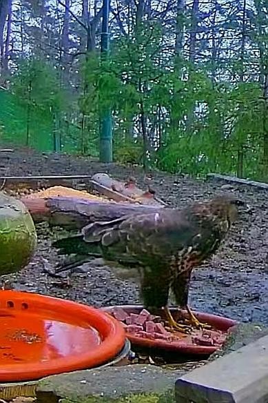 livebirdspoland_71b67fffe7242412fe9bb4d76a3b013e.jpg