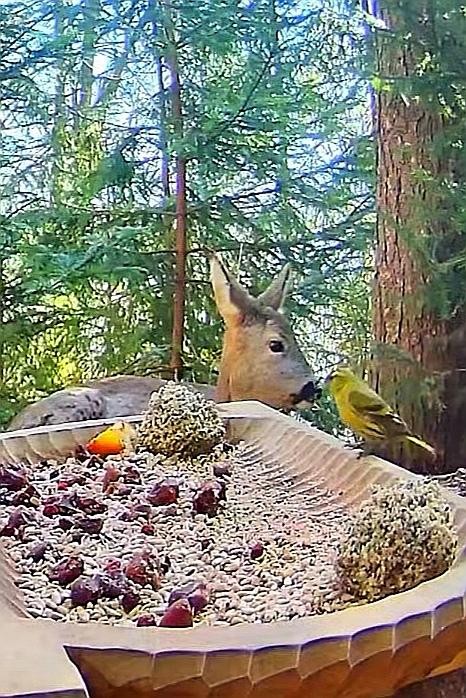 livebirdspoland_e040afc7623e8f2875452b237b5a4daf.jpg