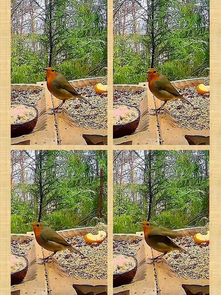 livebirdspoland_77cf20a651e753e482b17a98d4783e3e.jpg