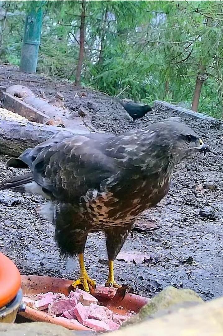 livebirdspoland_564d4fa640384c6ff8ebfaaa999d77c2.jpg