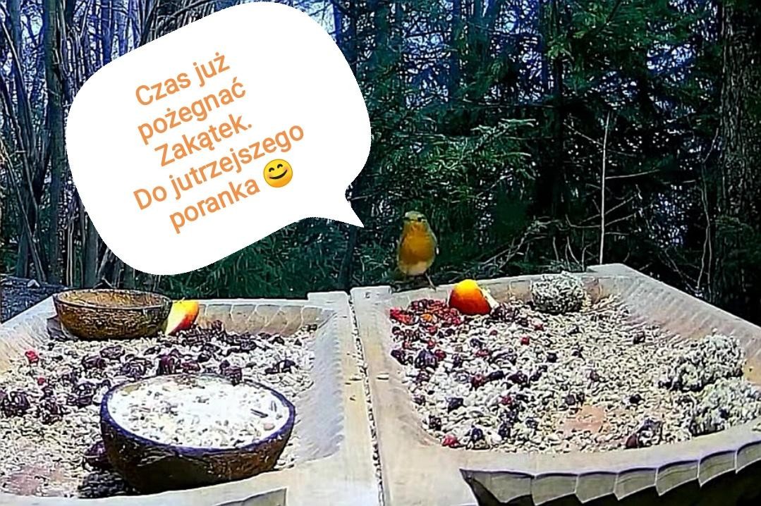livebirdspoland_d78e938d46599db05175eff15cd0fd35.jpg