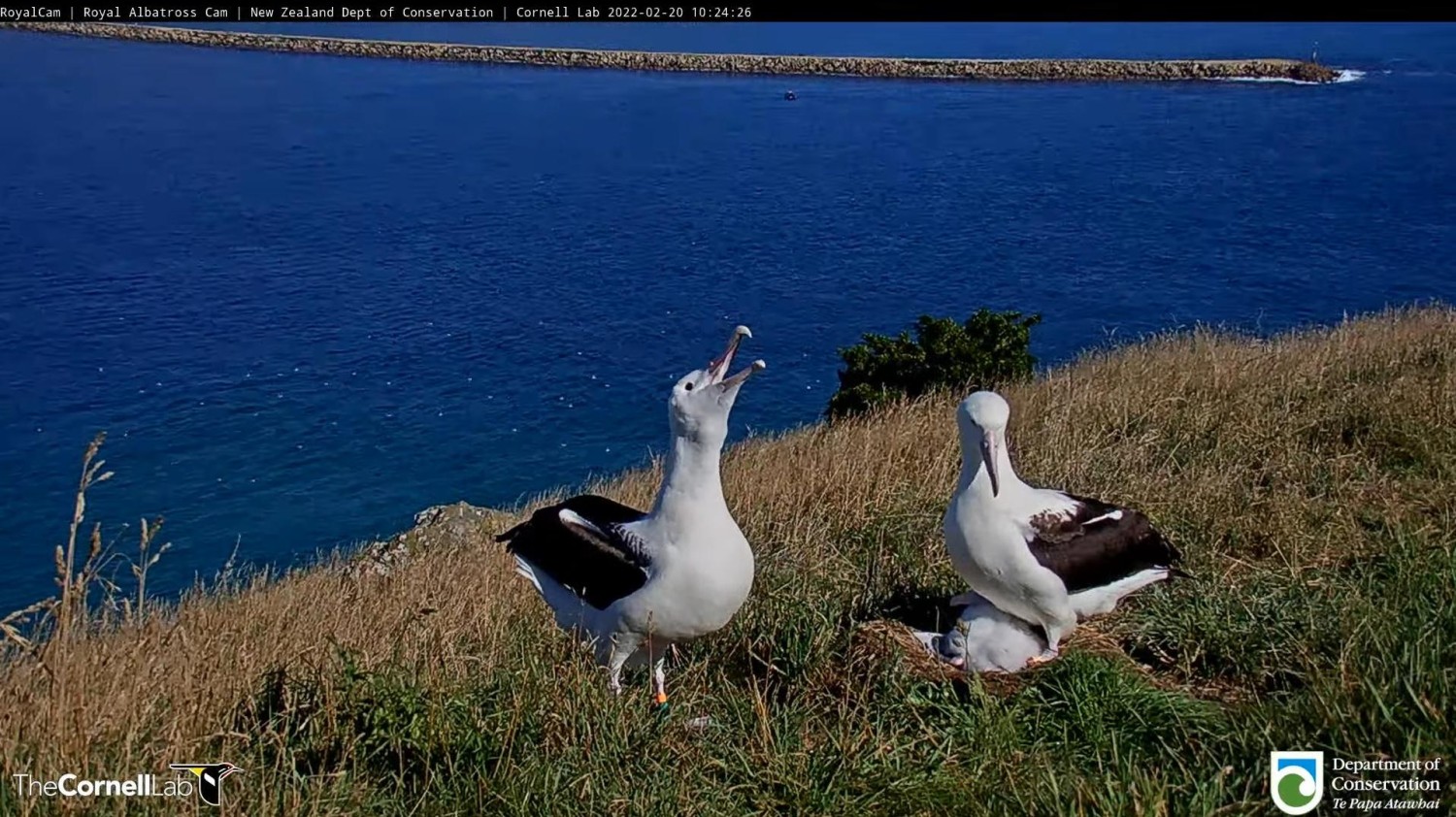 livebirdspoland_53a0b04815f87359ef987ca663779c8c.jpg
