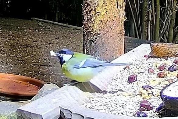 livebirdspoland_95825541bef78a31aa73beeec34e1b6f.jpg