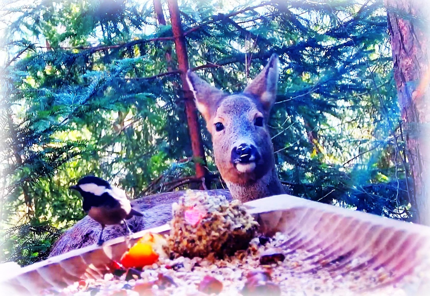 livebirdspoland_11a668e04e57dc169a6a195996f833a1.jpg