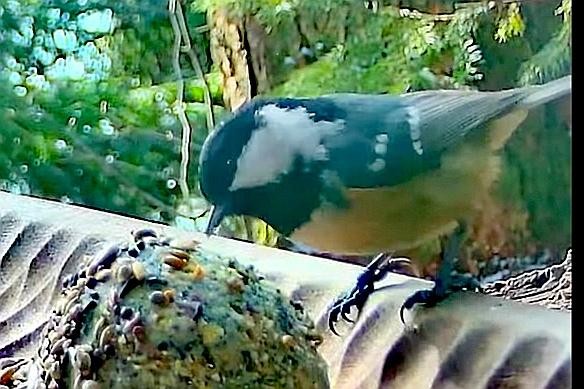 livebirdspoland_17ca81a2de50895113bb0bbfc28d89b4.jpg