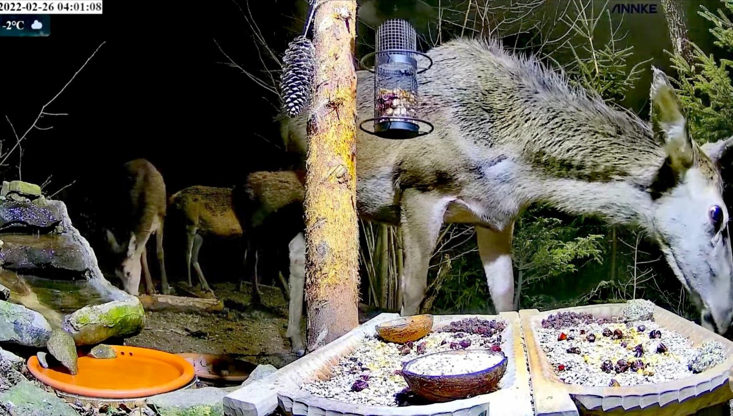 livebirdspoland_3511320000e71b703a80baf4eb0d2d2b.jpg