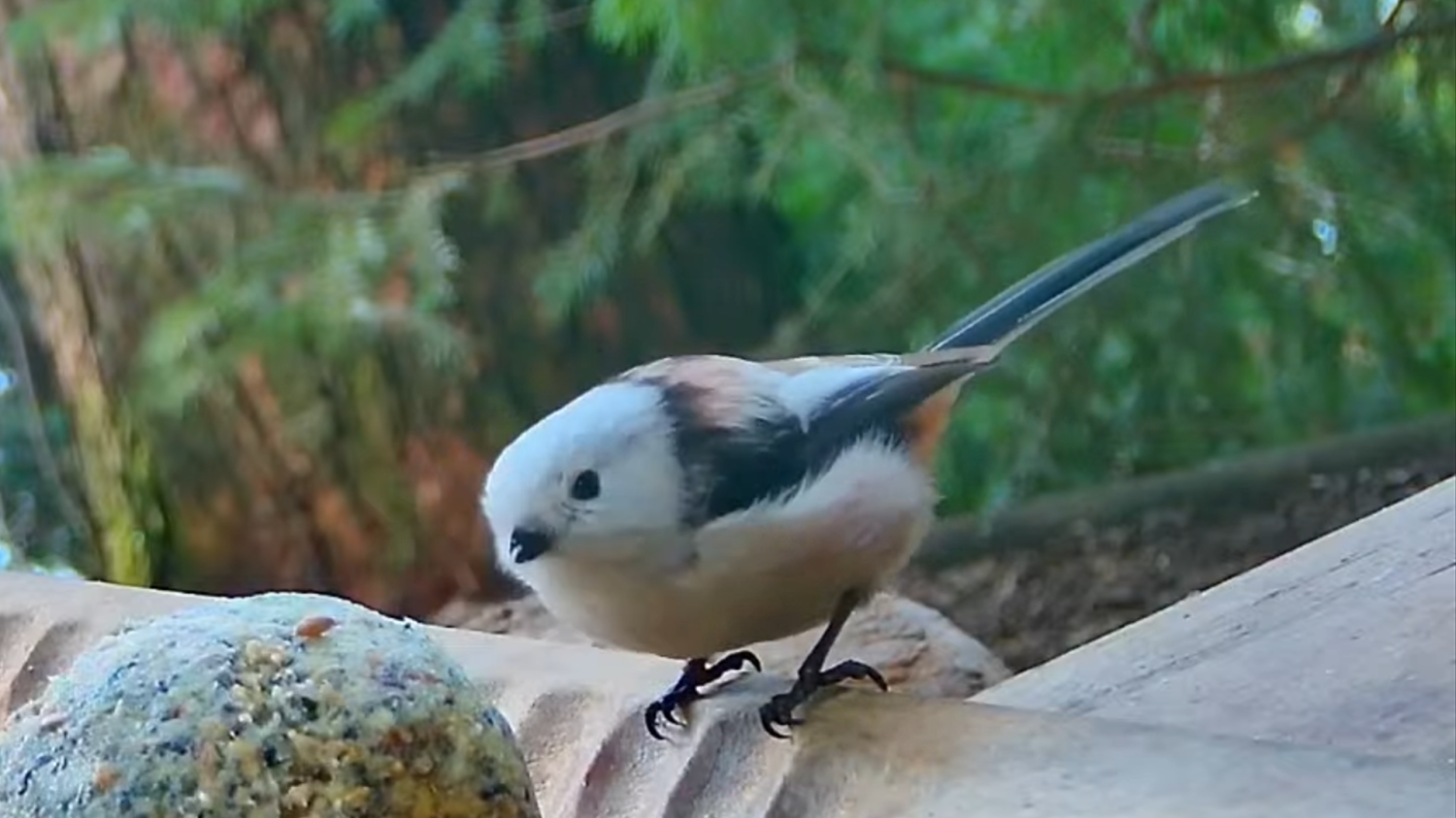 livebirdspoland_50061f7530480ef23c67d3c00b470b51.png