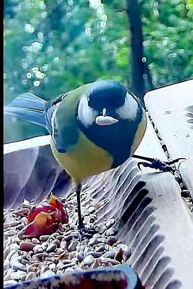livebirdspoland_a7e18e3da65facb5f8b3580e55e4bf26.jpg