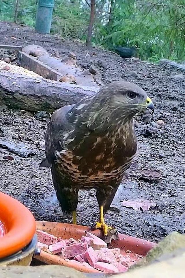 livebirdspoland_d68410a27ce74a03bacb3f16518184d6.jpg