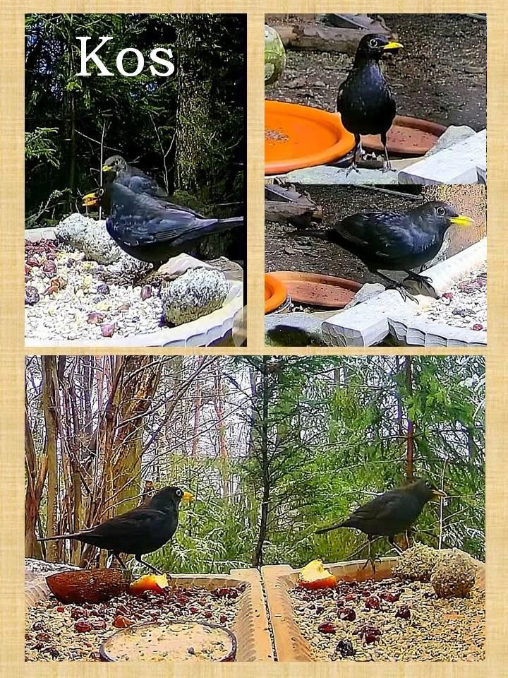 livebirdspoland_cf2db04cff7da141a15d6e05d9ab0625.jpg