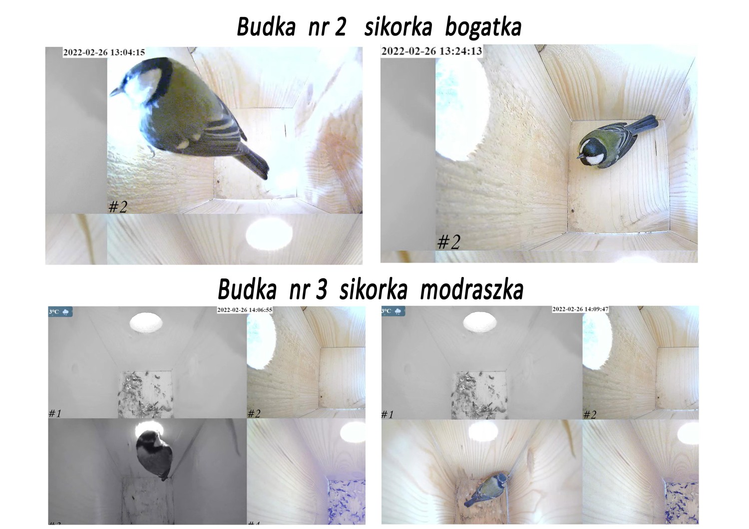 livebirdspoland_4e8bfff09ea55a938c6289a29aece2ec.jpg