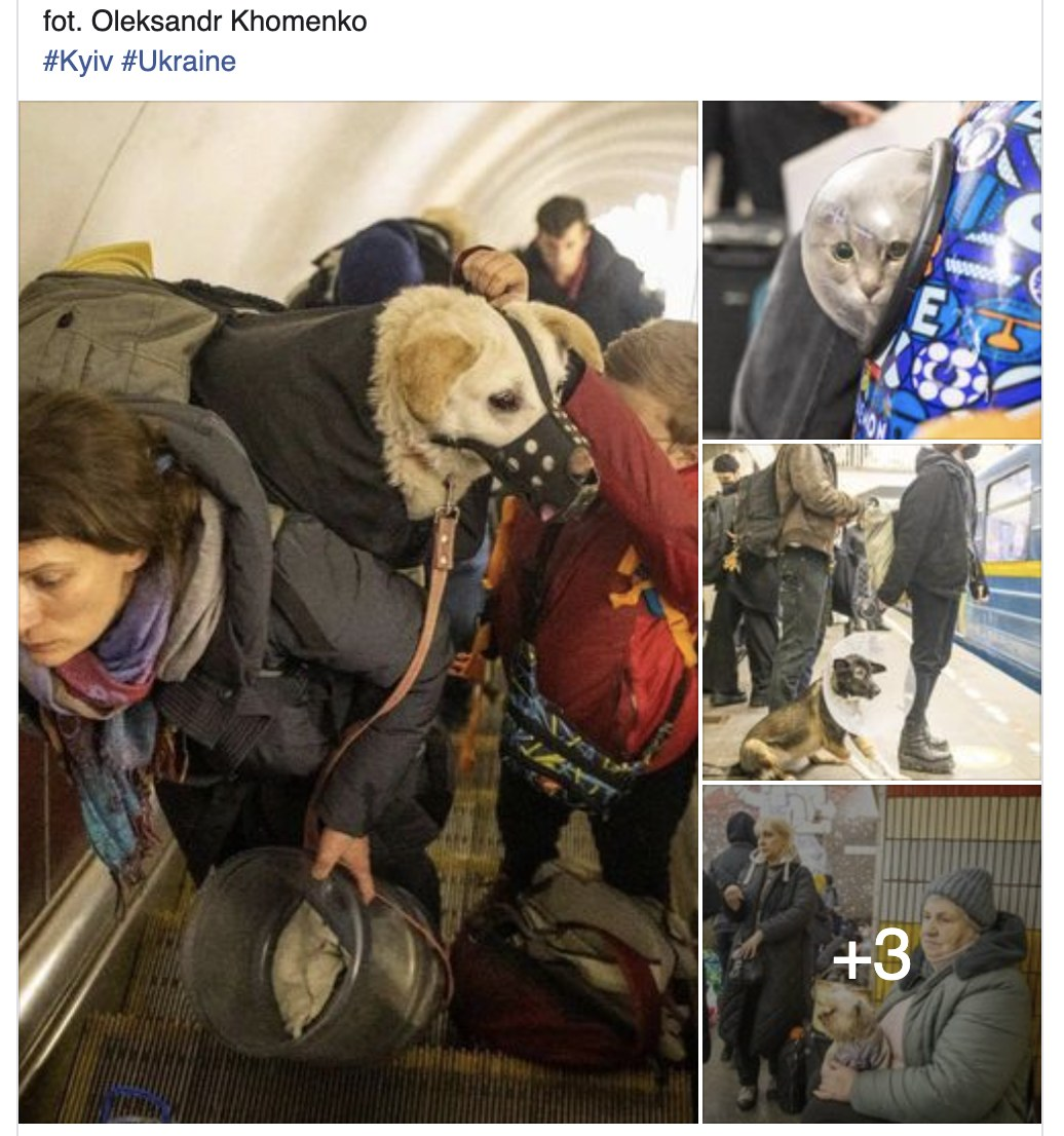 livebirdspoland_0728f62e47c0cfef176bd00fcdf0f052.png