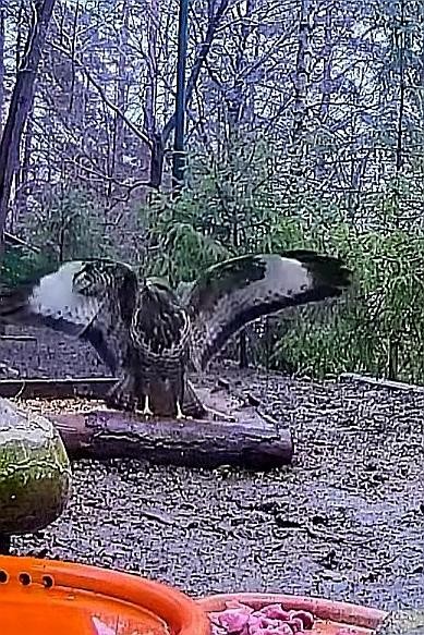 livebirdspoland_4bab2863d2ae9e5b43337ea7fa3482e3.jpg