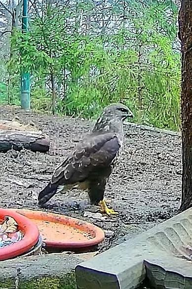 livebirdspoland_6d5f9c3a0637fef2b5955f5dbcb4044c.jpg