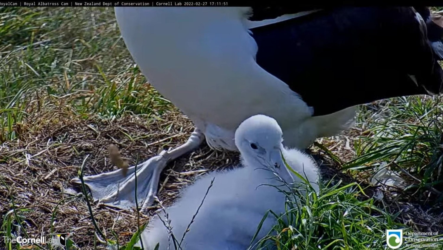 livebirdspoland_cea9fccf5f54e91746200bca2a2fcbd8.jpg