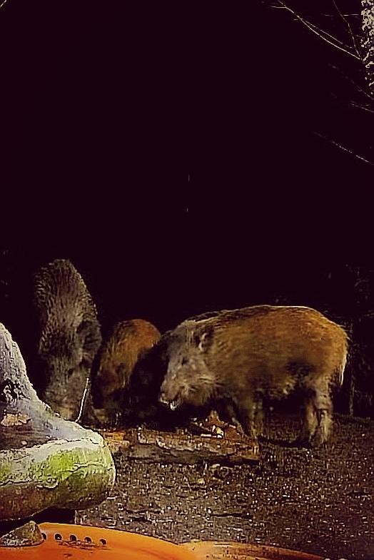 livebirdspoland_6b81804b8a6bf718701d1d75aaefa540.jpg