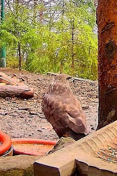 livebirdspoland_68846c1d09b4a4fab462e45df409952e.jpg
