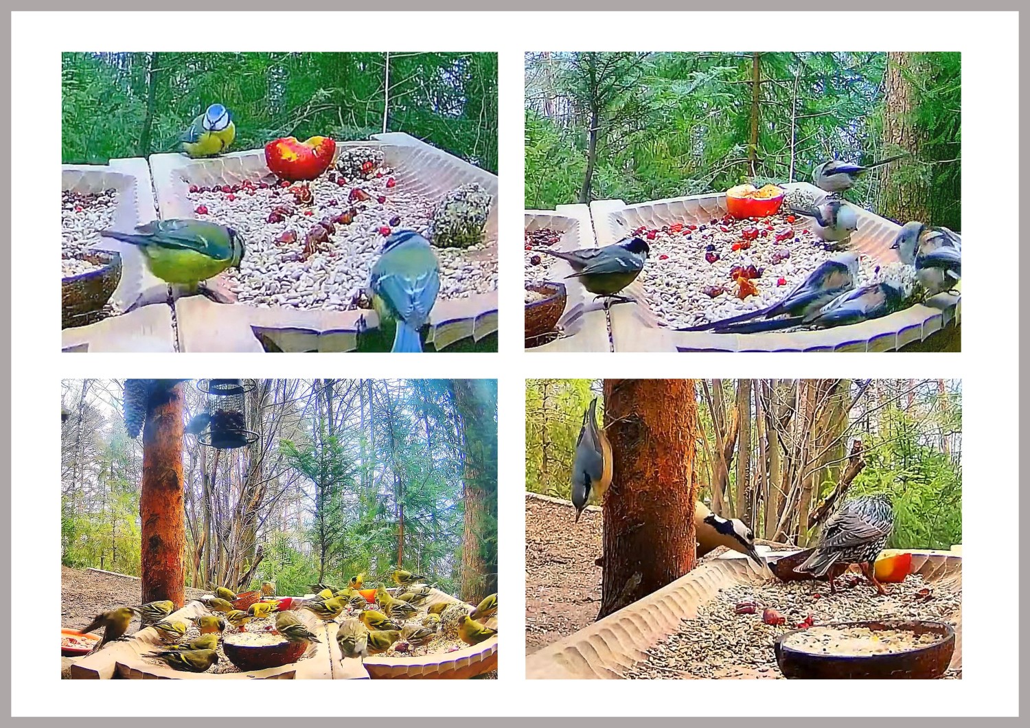 livebirdspoland_b301b018208ce913e37d8e14a5993bbb.jpg