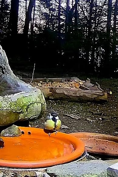 livebirdspoland_e7c21b6e600424ca6825416b5cba96a1.jpg