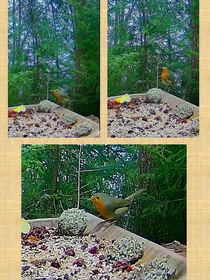 livebirdspoland_1a8554888671b728710ca6593d86127e.jpg