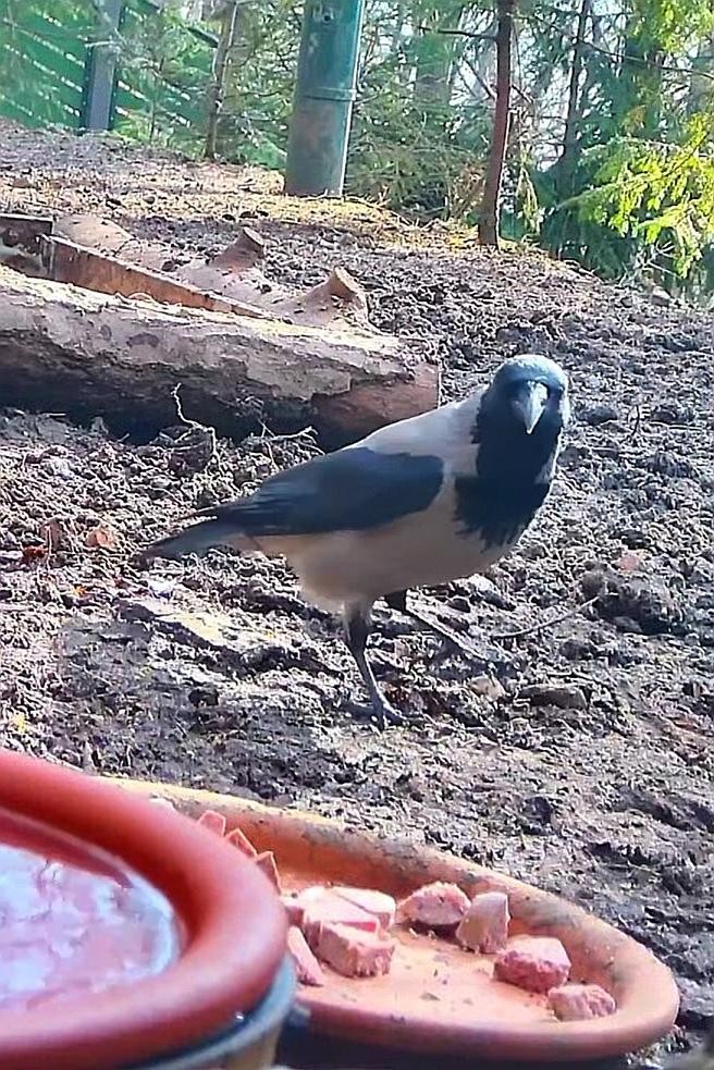 livebirdspoland_edd1e7fa3da8ca8fa8a8f3132b9b72f5.jpg