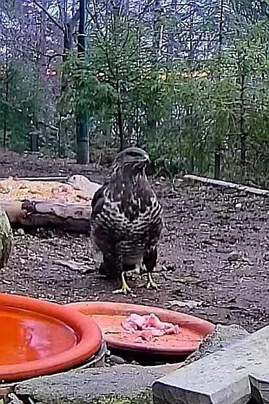 livebirdspoland_9cccbea01ef67d6d169d9a9a57a371f8.jpg