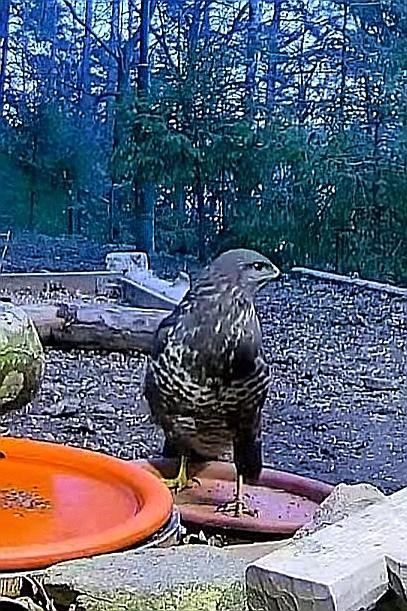 livebirdspoland_065578f49a7415662a9e60509814279c.jpg