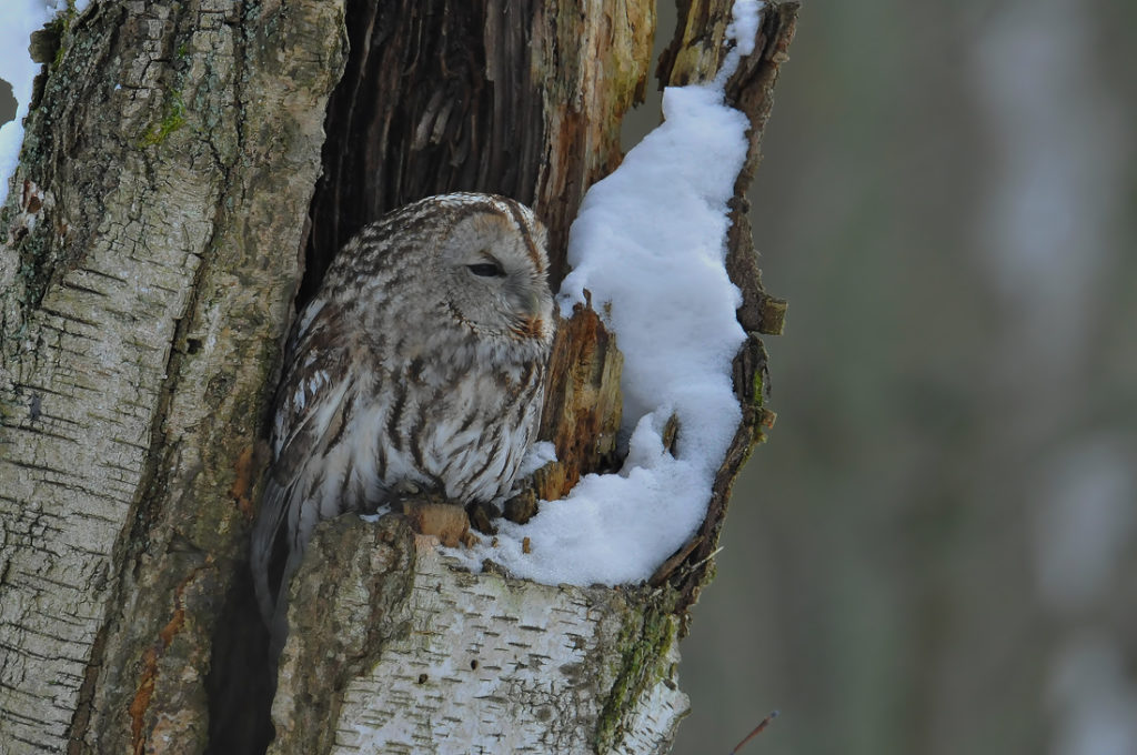 livebirdspoland_7eb36296a6fe8b04f52c07fc6e9340ac.png